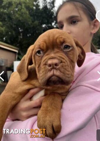 Dogue de Bordeaux  female pup