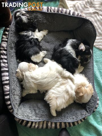 Maltese Shih Tzu Puppies