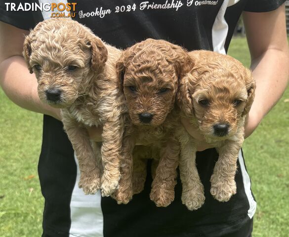 Teddy Bear Toy Cavoodle