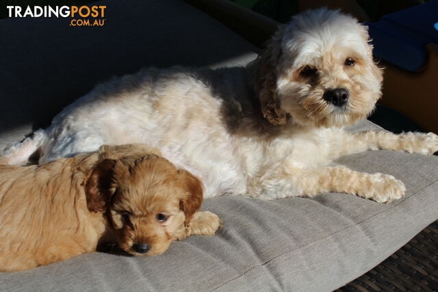 Spoodle puppies small miniature 3rd generation 3FB.