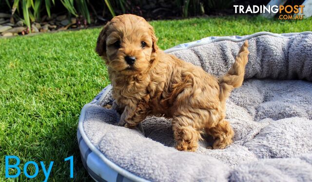 Spoodle puppies small miniature 3rd generation 3FB.