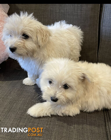 Pomeranian x Maltese Puppies