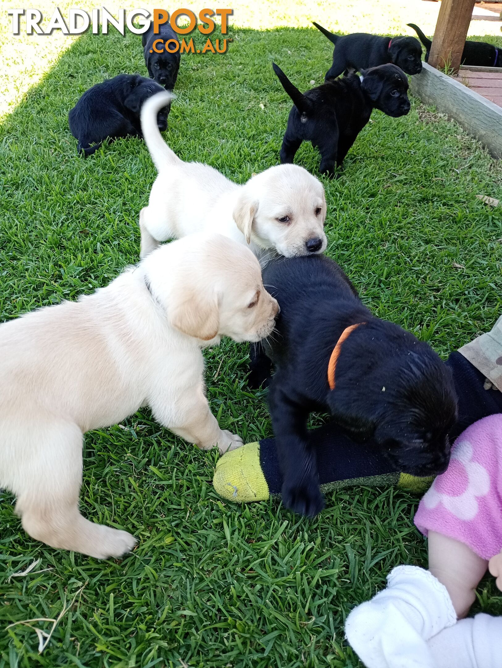 Black purebred Labrador puppy for sale