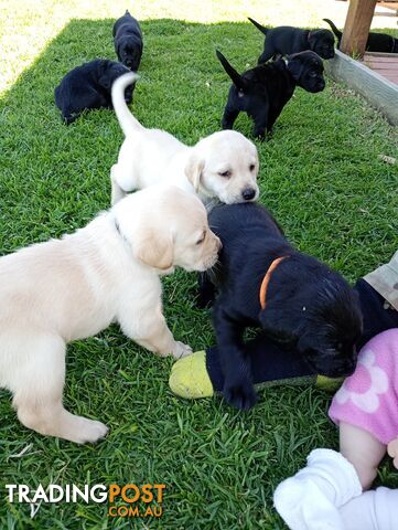 Black purebred Labrador puppy for sale