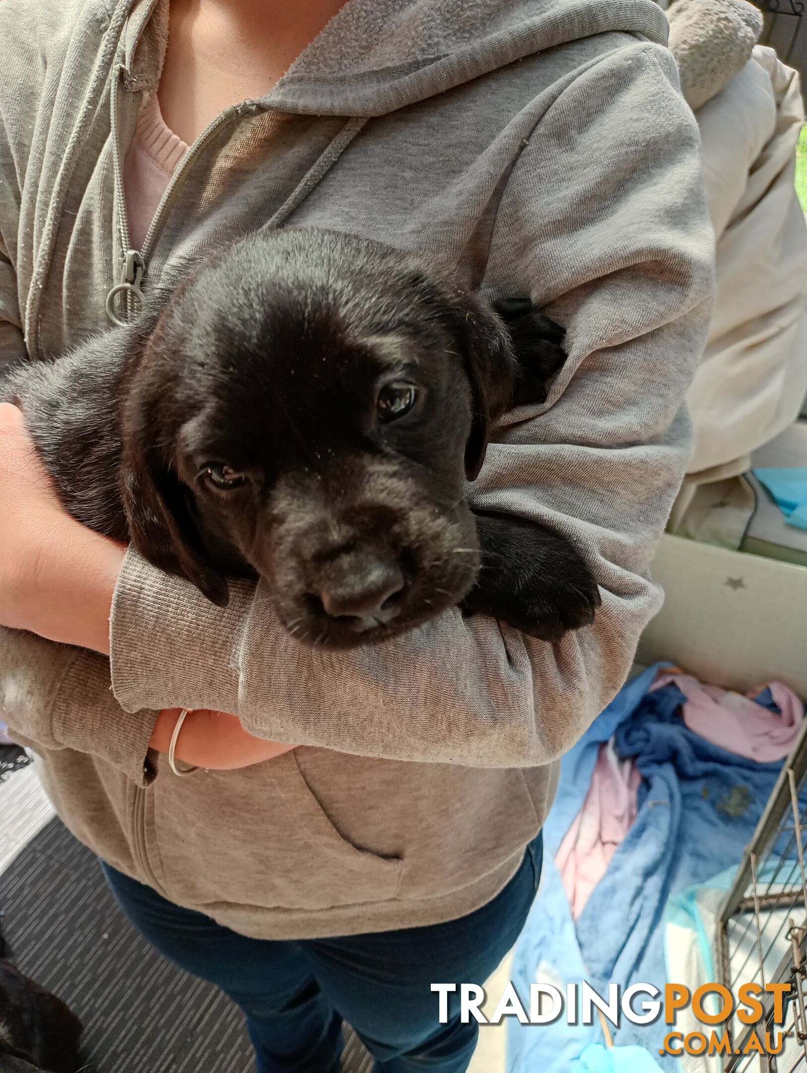 Black purebred Labrador puppy for sale