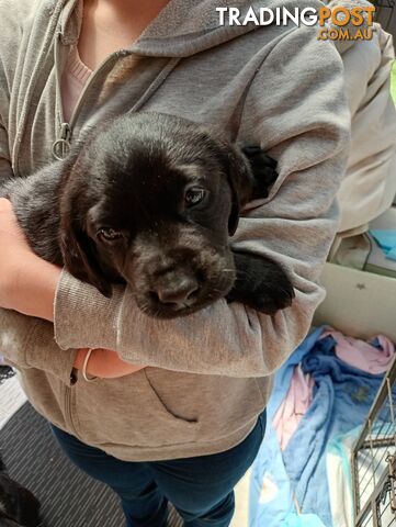 Black purebred Labrador puppy for sale