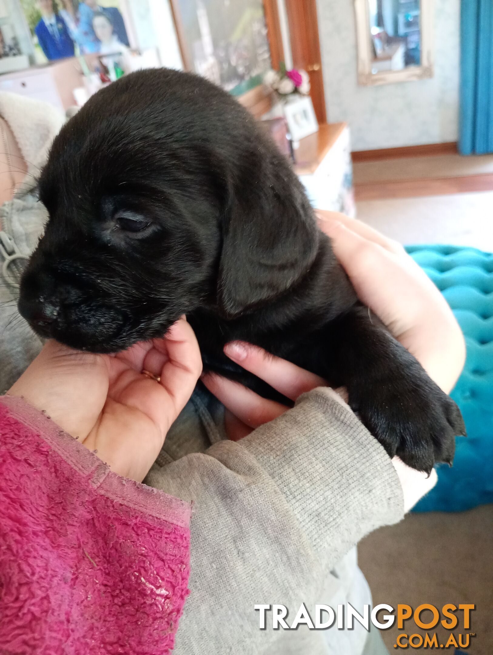 Black purebred Labrador puppy for sale