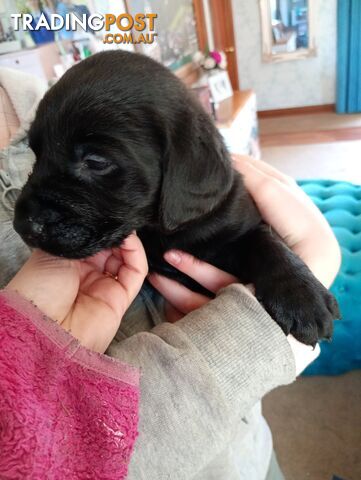 Black purebred Labrador puppy for sale