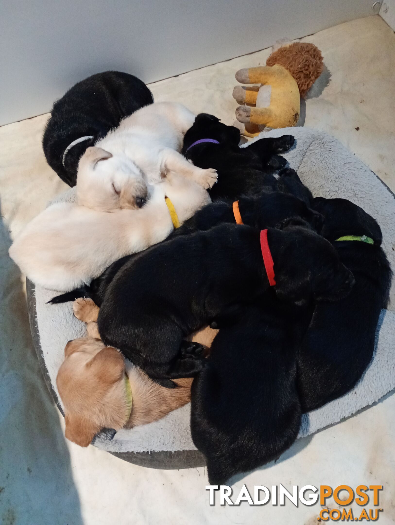 Black purebred Labrador puppy for sale