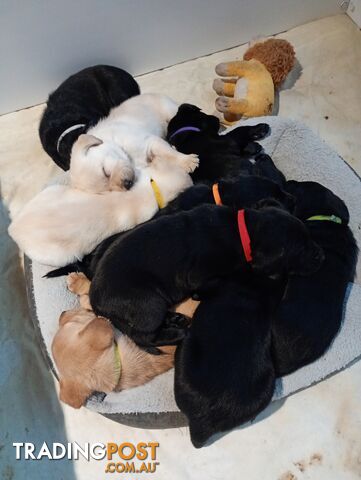 Black purebred Labrador puppy for sale