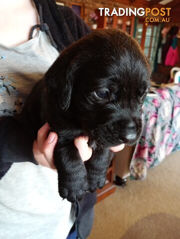 Black purebred Labrador puppy for sale