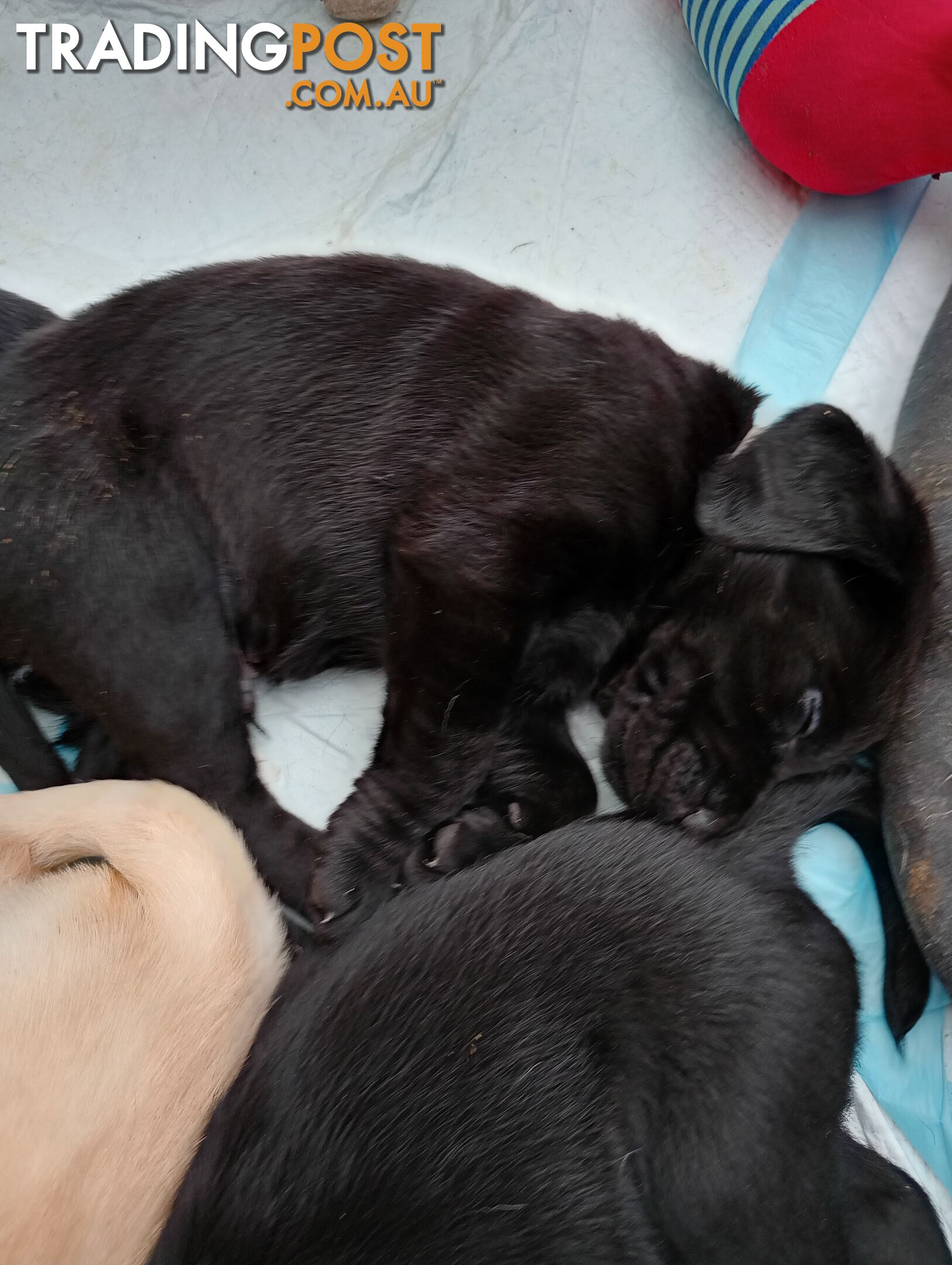 Black purebred Labrador puppy for sale