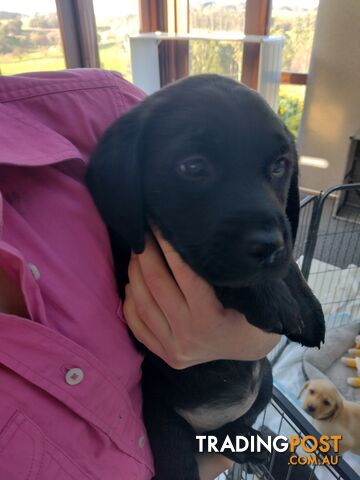 Gorgeous purebred Labrador puppies for sale