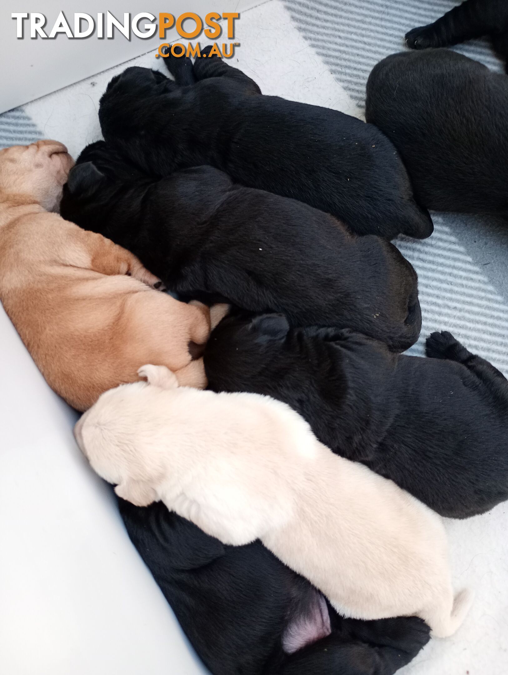 Gorgeous purebred Labrador puppies for sale