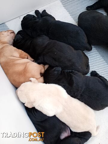 Gorgeous purebred Labrador puppies for sale