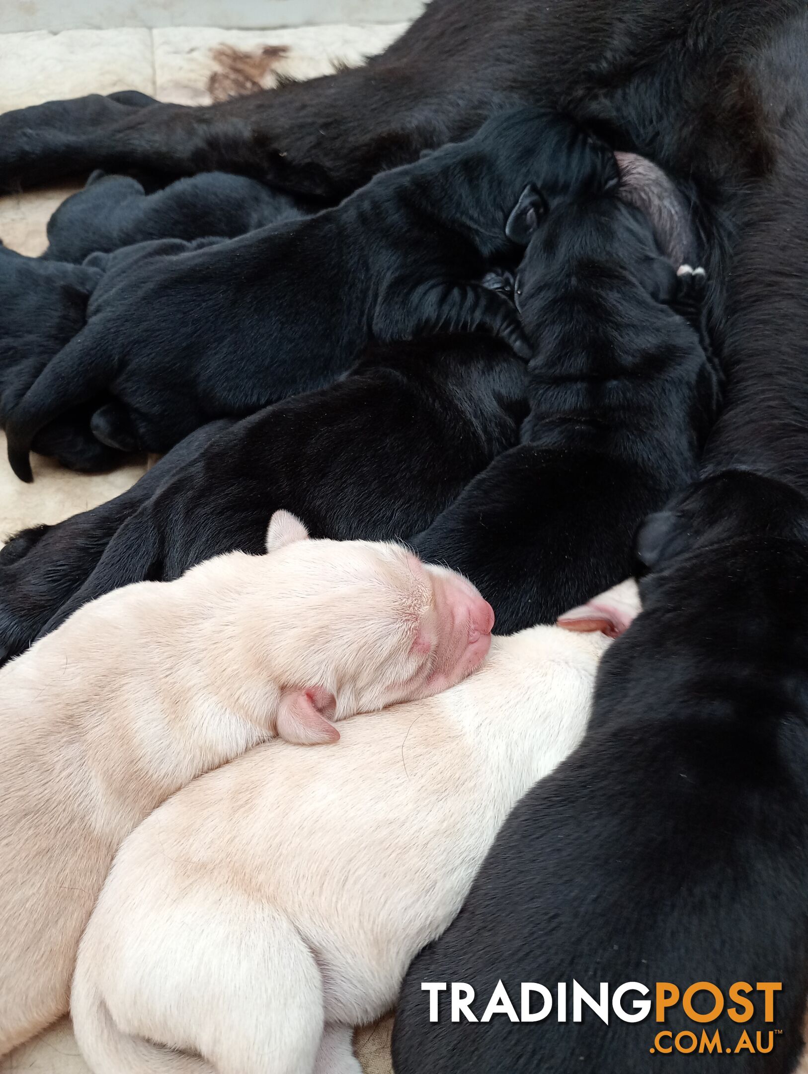 Gorgeous purebred Labrador puppies for sale