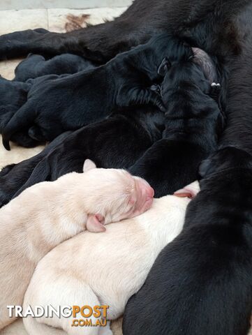 Gorgeous purebred Labrador puppies for sale