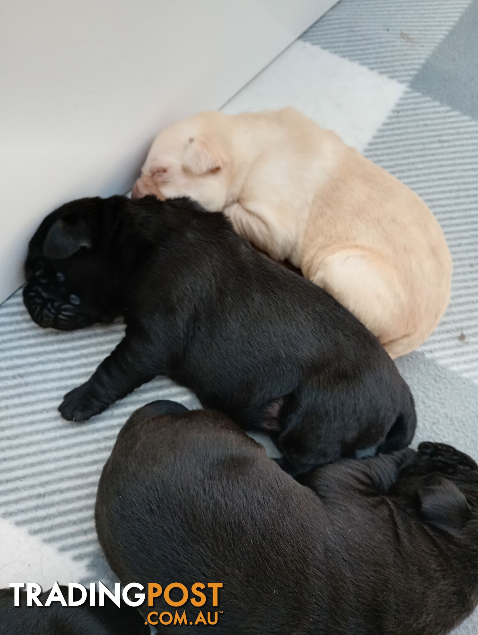 Gorgeous purebred Labrador puppies for sale