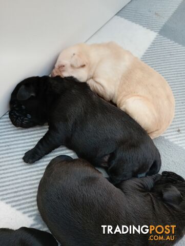 Gorgeous purebred Labrador puppies for sale