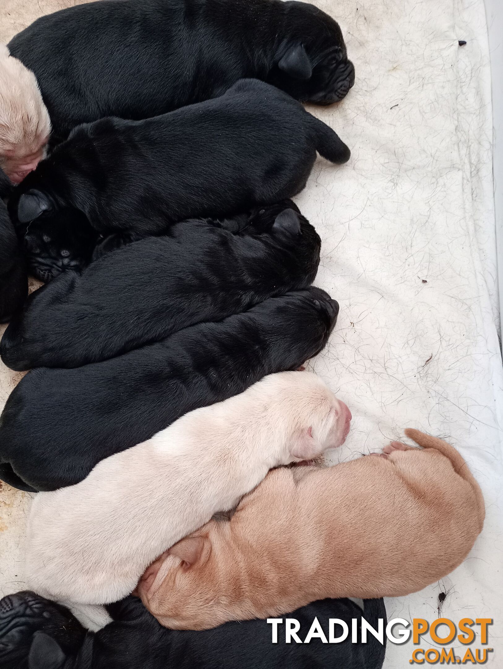 Gorgeous purebred Labrador puppies for sale