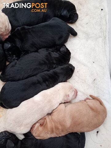 Gorgeous purebred Labrador puppies for sale