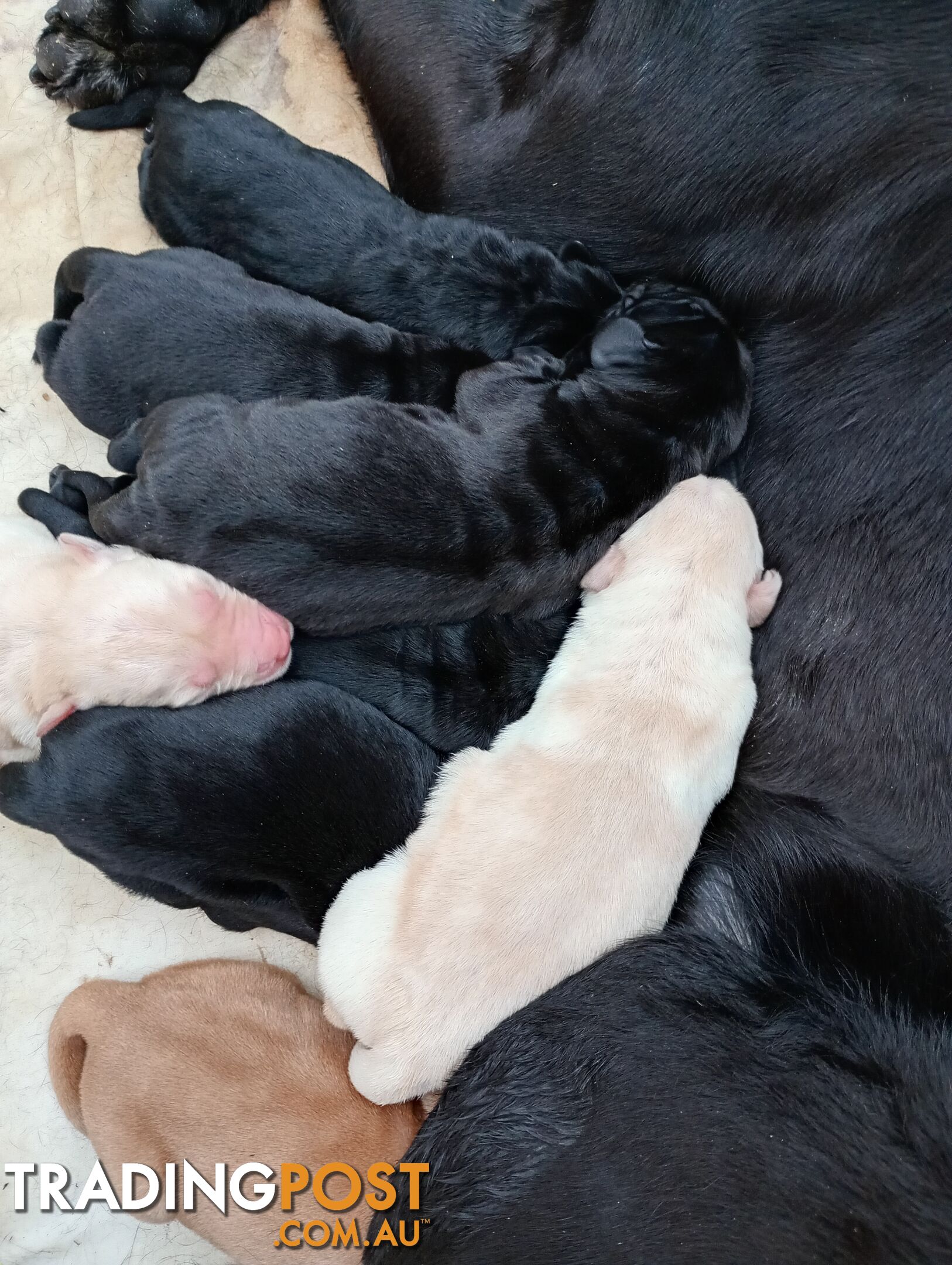 Gorgeous purebred Labrador puppies for sale