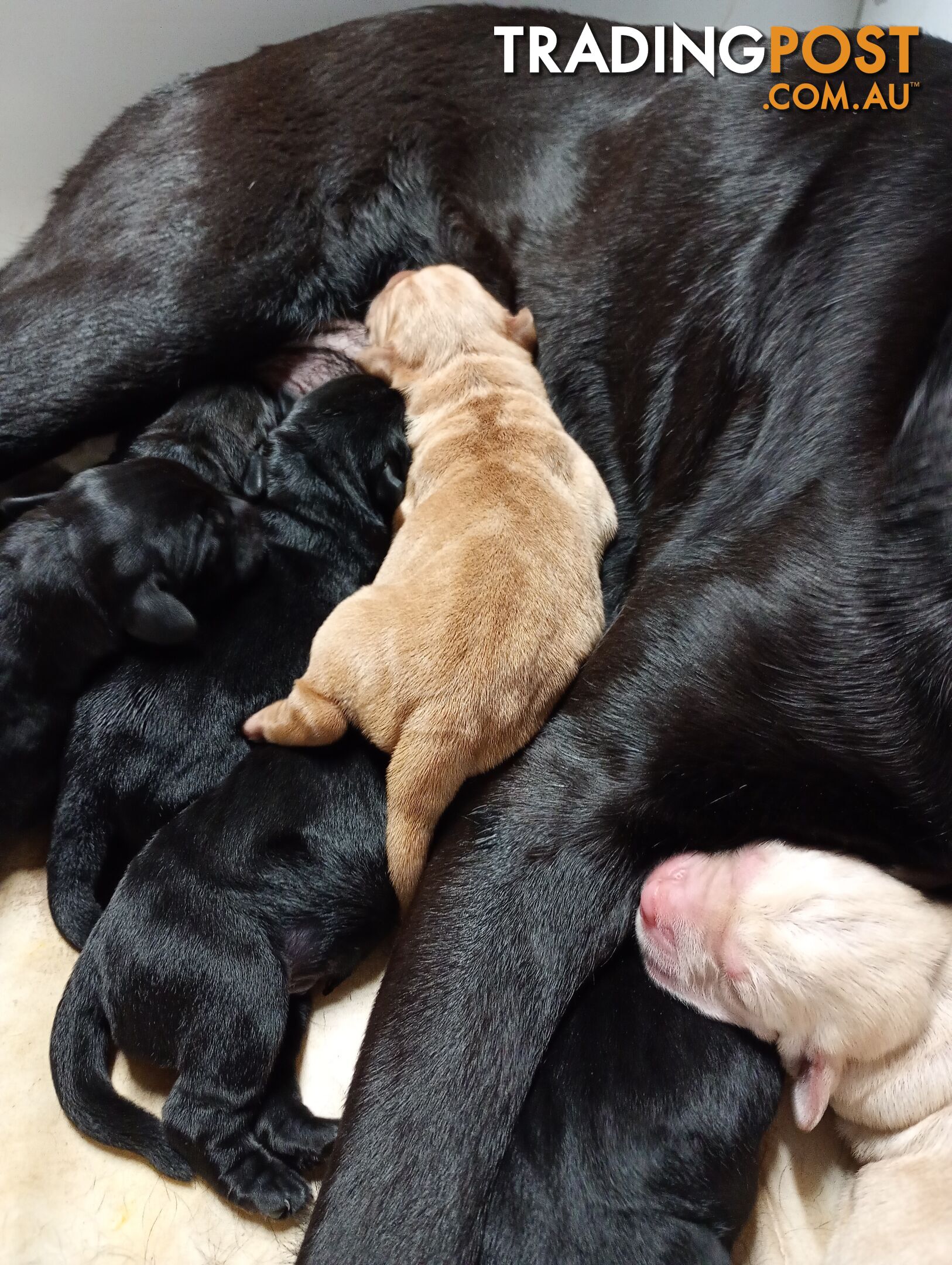 Gorgeous purebred Labrador puppies for sale