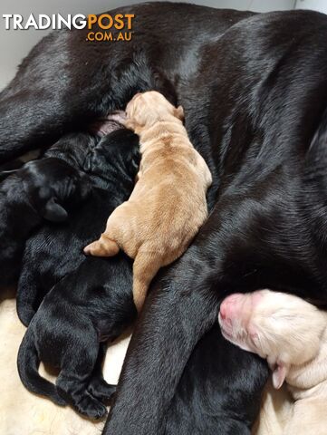 Gorgeous purebred Labrador puppies for sale