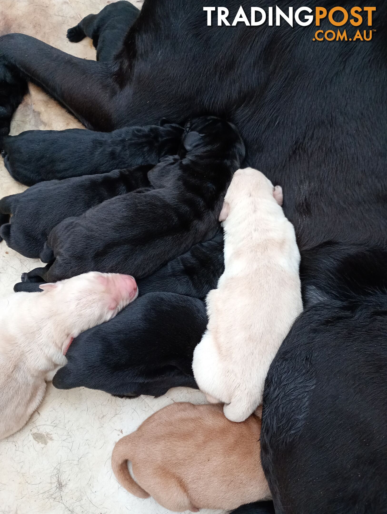 Gorgeous purebred Labrador puppies for sale