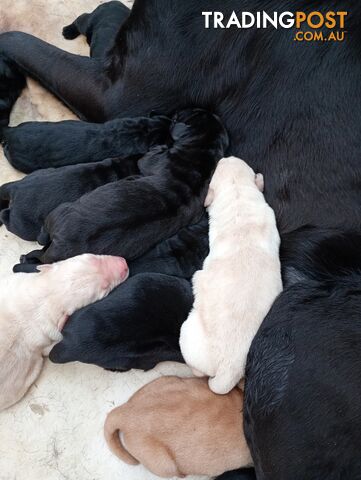 Gorgeous purebred Labrador puppies for sale