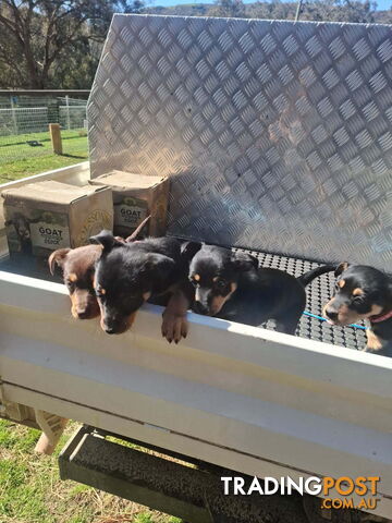 Australian Kelpie Pups