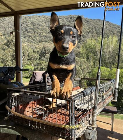 Australian Kelpie Pups