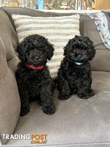 Toy Cavoodle pups