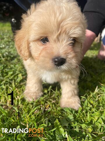 Beautiful Schmoodle Puppies