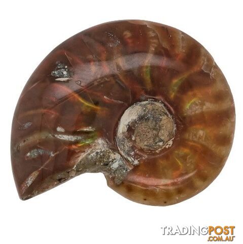 One Circular Rainbow coloured Conch Ammonite Specimen