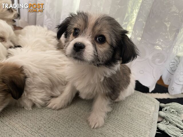 Maltese Shih Tzu Puppies