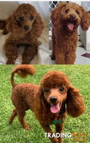 THREE EXCELLENT STUD TOY POODLES EXPERIENCED. Many stunning litters