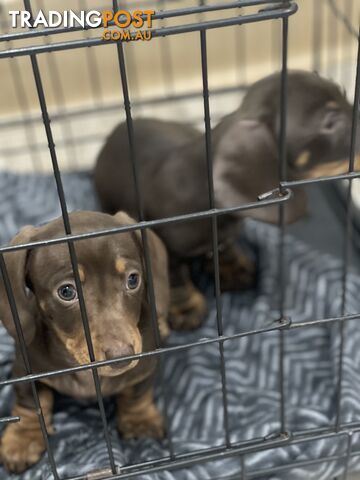 Dachshund puppies