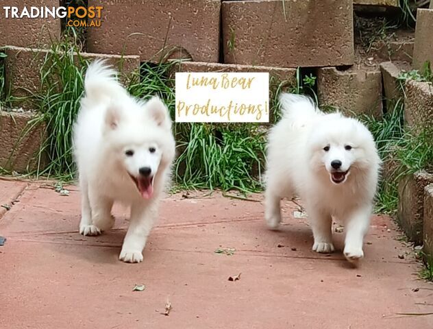 Pure-bred Japanese spitz puppies