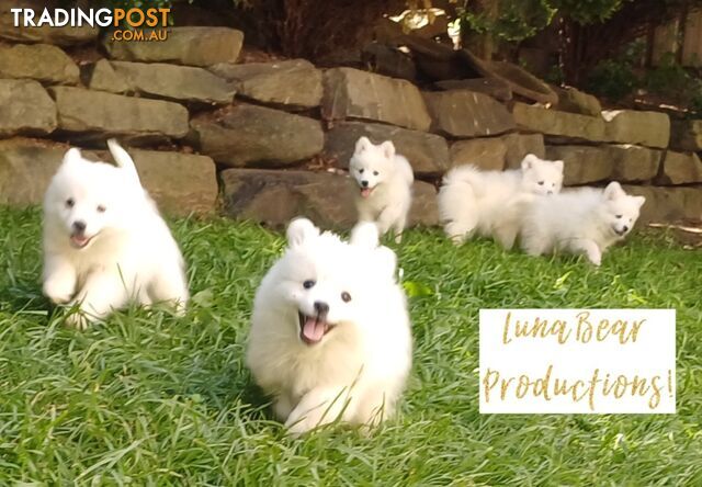 Pure-bred Japanese spitz puppies