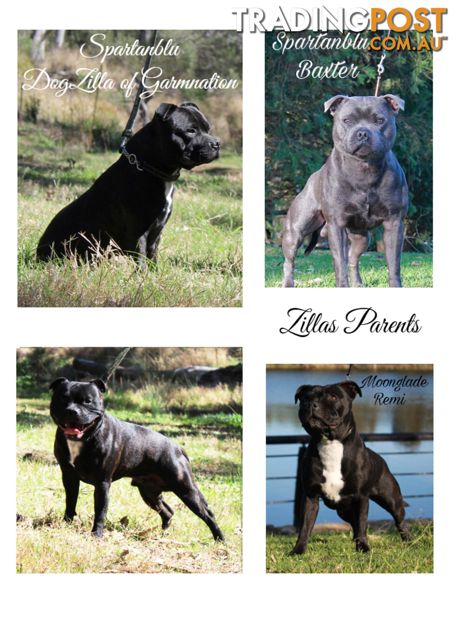 Staffordshire Bull Terriers Pedigree Papers ( English Staffy )