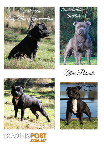 Staffordshire Bull Terriers Pedigree Papers ( English Staffy )