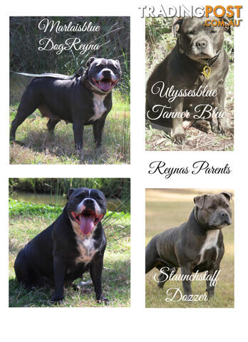 Staffordshire Bull Terriers Pedigree Papers ( English Staffy )