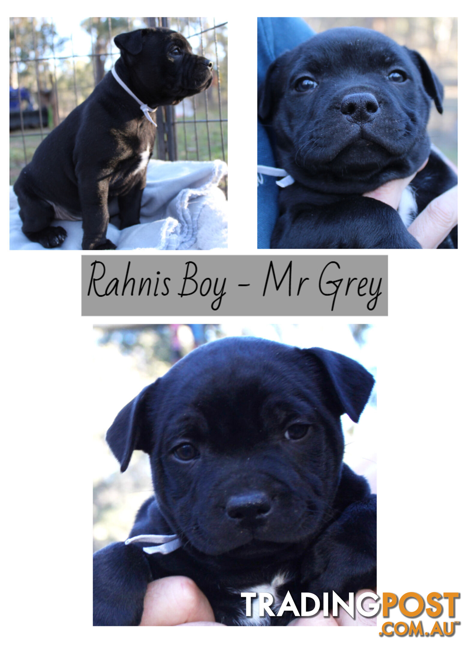 Staffordshire Bull Terriers Pedigree Papers ( English Staffy )