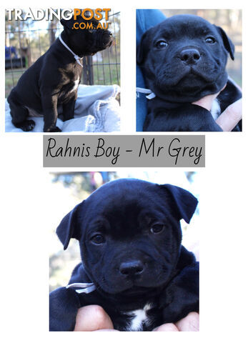 Staffordshire Bull Terriers Pedigree Papers ( English Staffy )