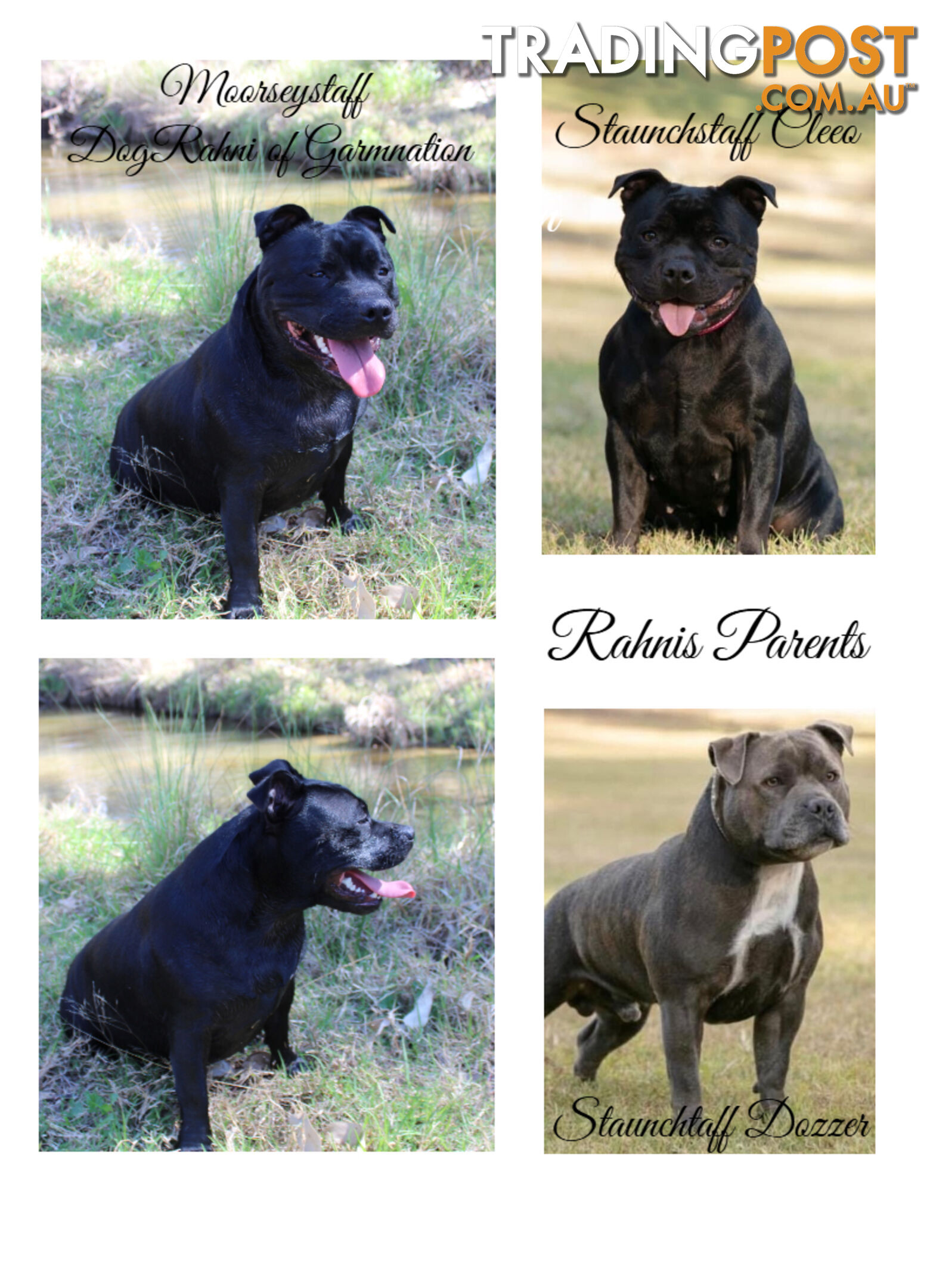 Staffordshire Bull Terriers Pedigree Papers ( English Staffy )