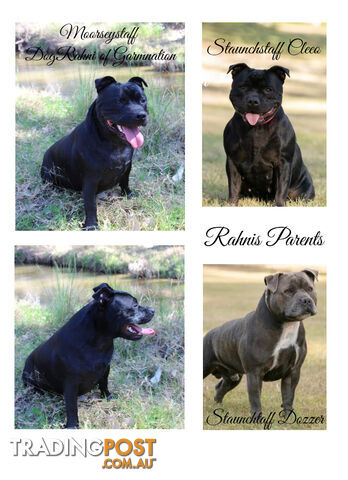 Staffordshire Bull Terriers Pedigree Papers ( English Staffy )