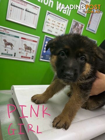 German Shepherd Puppies for Sale