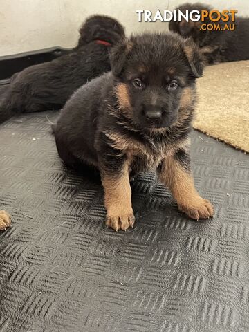 German Shepherd Puppies for Sale