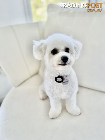 🎄 Bichon Frise Puppies Ready for Christmas! 🎄